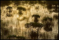 Dwarf mangroves silhouettes. Everglades National Park ( color)