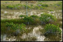 Dwarf mangroves and cypress. Everglades National Park ( color)