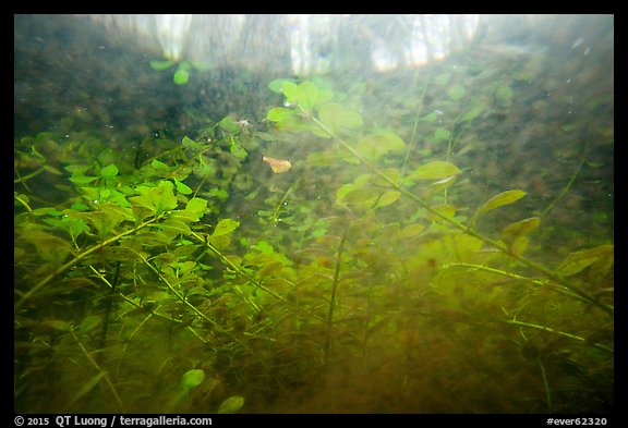 Underwater view of bacopa beneath cypress dome. Everglades National Park, Florida, USA.