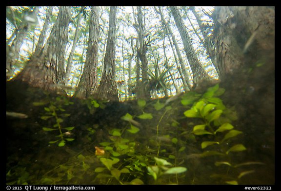 Underwater view of bacopa and cypress dome. Everglades National Park (color)