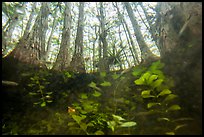 Underwater view of bacopa and cypress dome. Everglades National Park ( color)