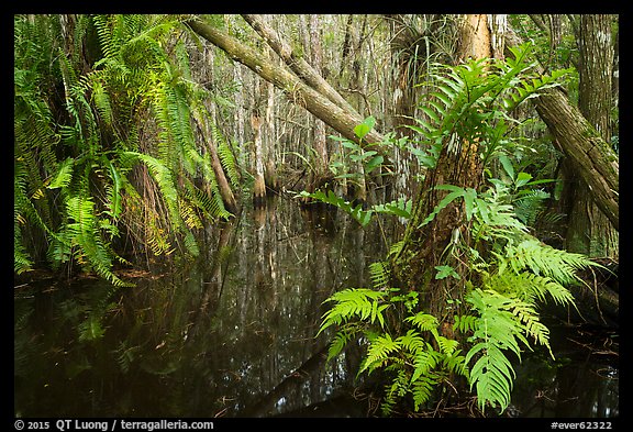 Ferns in cypress dome. Everglades National Park, Florida, USA.