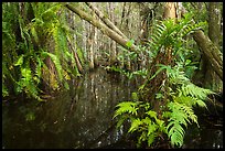Ferns in cypress dome. Everglades National Park ( color)