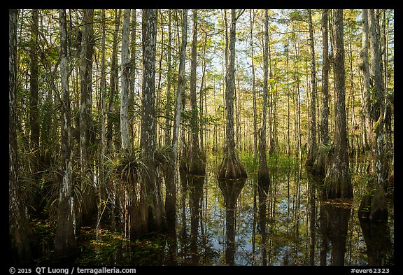 Cypress dome in late afternoon. Everglades National Park, Florida, USA.