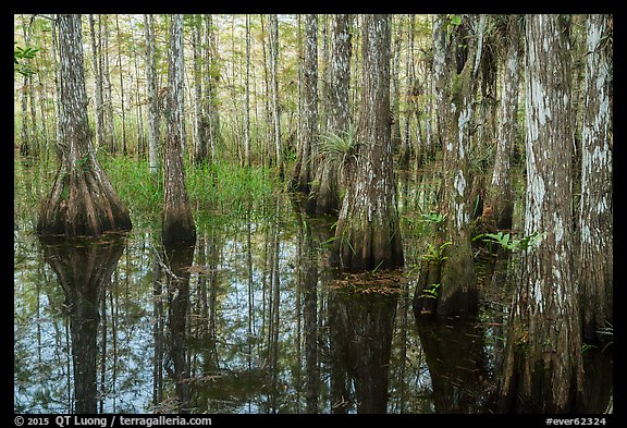 Cypress dome in summer. Everglades National Park, Florida, USA.