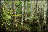 Cypress dome and ferns. Everglades National Park ( color)