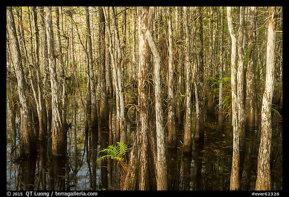 Dense cypress dome. Everglades National Park, Florida, USA.