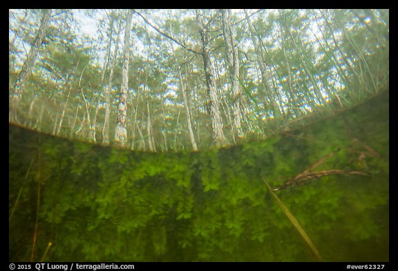 Underwater view of plants and cypress dome. Everglades National Park, Florida, USA.
