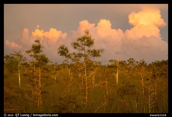 Cypress and clouds at sunset. Everglades National Park, Florida, USA.