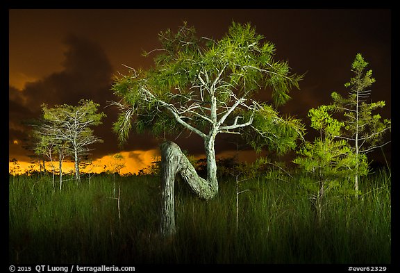 Z tree and cypress at night. Everglades National Park, Florida, USA.