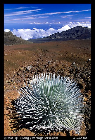Silversword, an endemic plant, in Haleakala crater near Red Hill. Haleakala National Park (color)