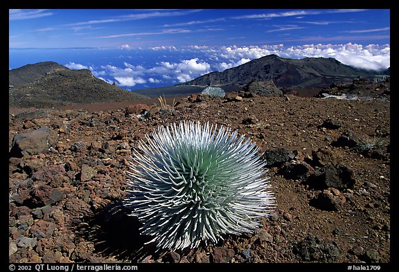 Silversword, an endemic plant, in Haleakala crater near Red Hill. Haleakala National Park