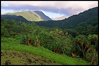 Lush Kipahulu mountains. Haleakala National Park, Hawaii, USA. (color)
