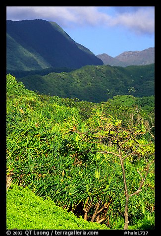 Kipahulu mountains. Haleakala National Park (color)
