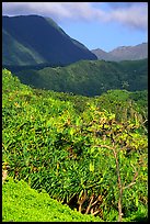 Kipahulu mountains. Haleakala National Park, Hawaii, USA. (color)