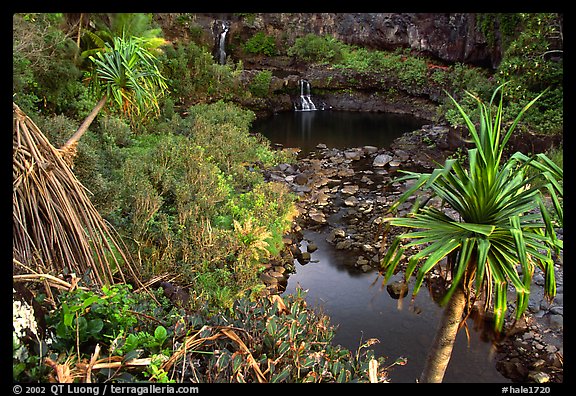 Oho o Stream, sunrise. Haleakala National Park