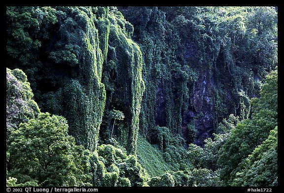 Steep Ohe o gorge walls covered with tropical vegetation, Pipiwai trail. Haleakala National Park, Hawaii, USA.