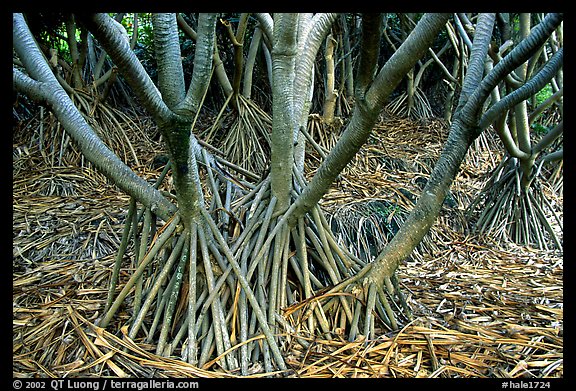 Trunks of Pandamus trees. Haleakala National Park