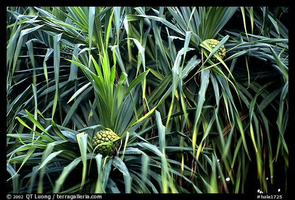 Pineapple-like flowers of Pandanus trees. Haleakala National Park (color)