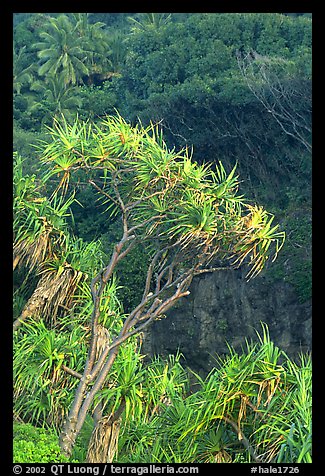 Pandanus trees  (Hawaiian Hala). Haleakala National Park, Hawaii, USA.