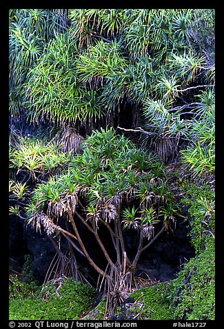 Pandanus trees. Haleakala National Park (color)