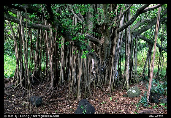 Banyan tree. Haleakala National Park