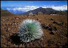 Pictures of Silversword