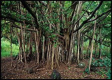 Banyan tree. Haleakala National Park, Hawaii, USA. (color)