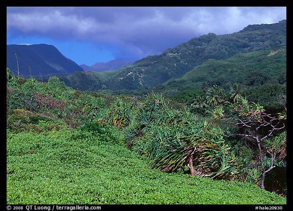 Pandemus trees and Kipahulu mountains. Haleakala National Park (color)