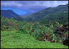 Pandemus trees and Kipahulu mountains. Haleakala National Park, Hawaii, USA.