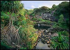 Pandemus trees and some of the seven sacred pools. Haleakala National Park, Hawaii, USA. (color)