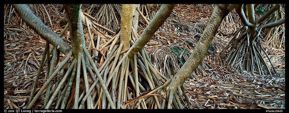 Roots, trunks and fallen leaves of Pandemus trees. Haleakala National Park (color)