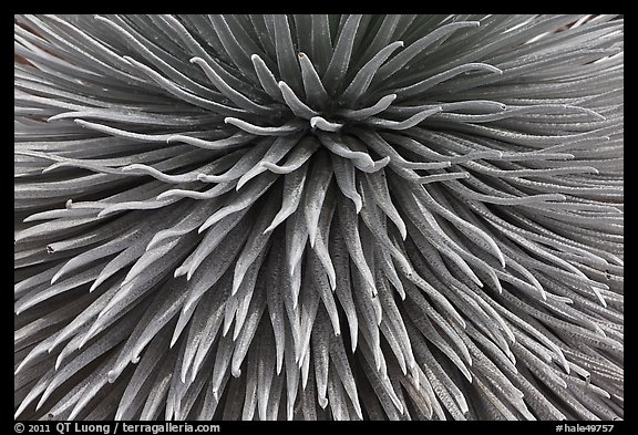 Argyroxiphium sandwicense (Silversword) detail. Haleakala National Park (color)