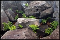 Braken fern (Kilau) and rocks. Haleakala National Park ( color)