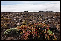 Ohelo berry plants and sea of clouds. Haleakala National Park ( color)