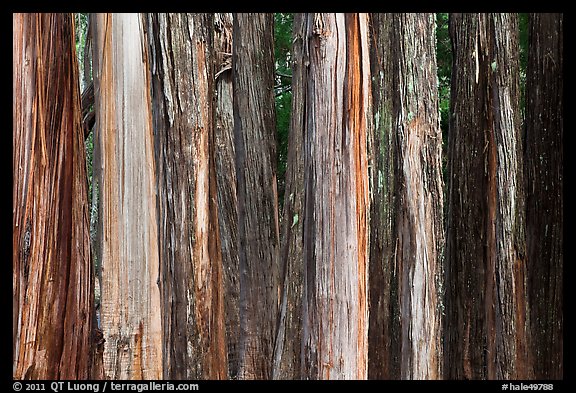 Multicolored Eucalyptus trees, Hosmer Grove. Haleakala National Park, Hawaii, USA.