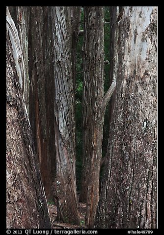 Eucalyptus tree trunks, Hosmer Grove. Haleakala National Park (color)