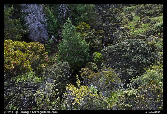 Trees and shrubs from Hosmer Grove overlook. Haleakala National Park (color)