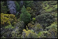 Trees and shrubs from Hosmer Grove overlook. Haleakala National Park, Hawaii, USA. (color)