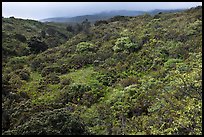 Forested hillside below Haleakala. Haleakala National Park, Hawaii, USA. (color)