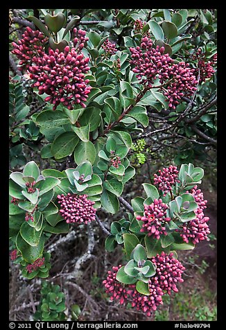 Sandalwood berries. Haleakala National Park (color)