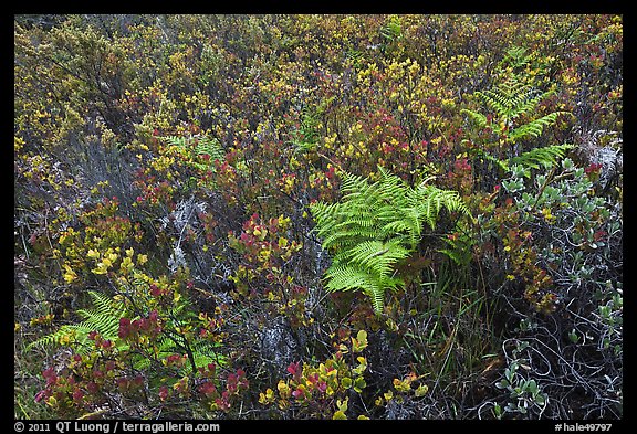 Native ferns and shrubs. Haleakala National Park (color)