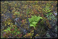 Native ferns and shrubs. Haleakala National Park ( color)