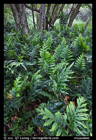 Maile-Scented native hawaiian ferns (Lauaa). Haleakala National Park (color)