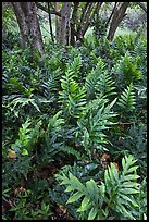 Maile-Scented native hawaiian ferns (Lauaa). Haleakala National Park, Hawaii, USA. (color)