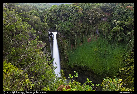 Makahiku falls plunging off a lush, green cliff. Haleakala National Park (color)