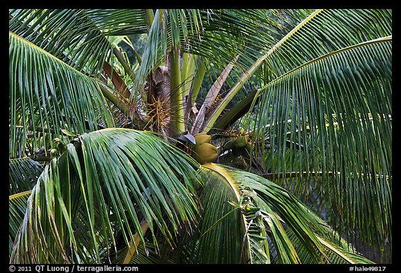 Coconot tree and fruits. Haleakala National Park (color)