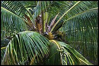 Coconot tree and fruits. Haleakala National Park ( color)