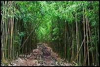 Trail through bamboo canopy. Haleakala National Park, Hawaii, USA. (color)