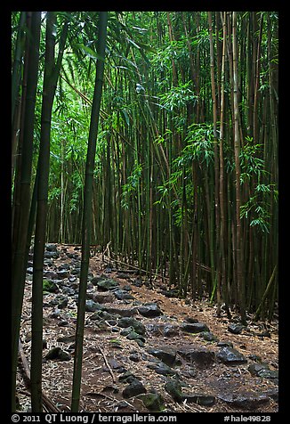 Bamboo lined path - Pipiwai Trail. Haleakala National Park, Hawaii, USA.